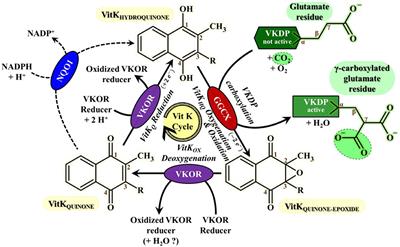 Biomarkers Potency to Monitor Non-target Fauna Poisoning by Anticoagulant Rodenticides